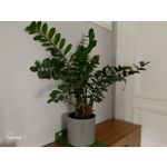 Zdjęcia użytkowników Honor 9 Dual SIM Zdjęcia użytkowników Honor 9 Dual SIM