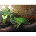 Zdjęcia użytkowników Honor 9 Dual SIM Zdjęcia użytkowników Honor 9 Dual SIM