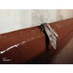 Zdjęcia użytkowników Honor 9 Dual SIM Zdjęcia użytkowników Honor 9 Dual SIM