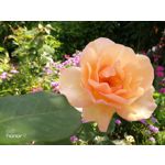 Zdjęcia użytkowników Honor 9 Dual SIM Zdjęcia użytkowników Honor 9 Dual SIM