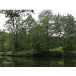 Zdjęcia użytkowników Honor 9 Dual SIM Zdjęcia użytkowników Honor 9 Dual SIM