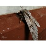 Zdjęcia użytkowników Honor 9 Dual SIM Zdjęcia użytkowników Honor 9 Dual SIM