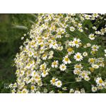 Zdjęcia użytkowników Honor 9 Dual SIM Zdjęcia użytkowników Honor 9 Dual SIM