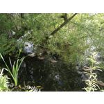 Zdjęcia użytkowników Honor 9 Dual SIM Zdjęcia użytkowników Honor 9 Dual SIM