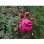 Zdjęcia użytkowników Honor 9X Global Edition