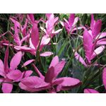 Zdjęcia użytkowników Honor 9X Global Edition