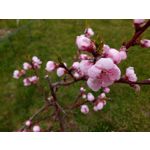 Zdjęcia użytkowników Honor Holly