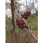 Zdjęcia użytkowników Honor Holly