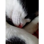 Zdjęcia użytkowników Honor Holly