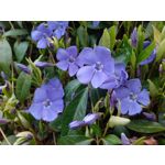 Zdjęcia użytkowników Honor Holly