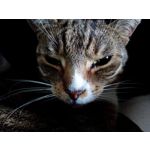 Zdjęcia użytkowników Honor Holly