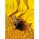 Zdjęcia użytkowników Honor Magic5 Pro