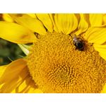 Zdjęcia użytkowników Honor Magic5 Pro