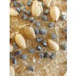 Zdjęcia użytkowników Honor Magic5 Pro