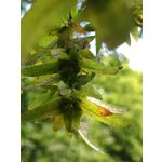 Zdjęcia użytkowników Honor Magic5 Pro