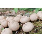 ZDJĘCIA Z TEGO TELEFONU