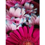 Zdjęcia użytkowników Honor Magic5 Pro