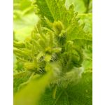 Zdjęcia użytkowników Honor Magic5 Pro