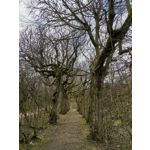 Zdjęcia użytkowników Honor View 20