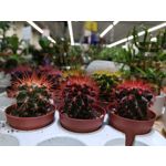 Zdjęcia użytkowników Honor View 20