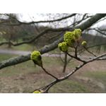 Zdjęcia użytkowników Honor View 20