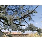 Zdjęcia użytkowników Honor View 20