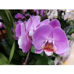 Zdjęcia użytkowników Honor View 20