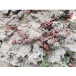 Zdjęcia użytkowników Honor View 20