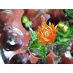 Zdjęcia użytkowników Honor View 20