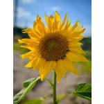 Zdjęcia użytkowników Honor 200 Pro