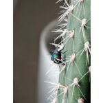 Zdjęcia użytkowników Honor 200 Pro