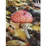 ZDJĘCIA Z TEGO TELEFONU