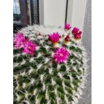 Zdjęcia użytkowników Honor 200 Pro