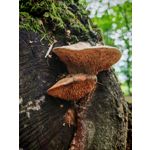 Zdjęcia użytkowników Honor 200 Pro