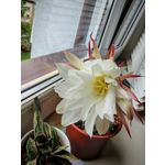 Zdjęcia użytkowników Honor 200 Pro