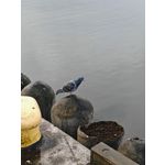 Zdjęcia użytkowników Honor 200 Pro