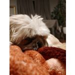 Zdjęcia użytkowników Honor 200 Pro