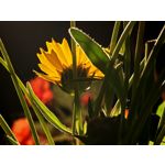 Zdjęcia użytkowników Honor 400 Pro