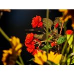 Zdjęcia użytkowników Honor 400 Pro