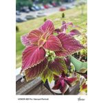 Zdjęcia użytkowników Honor 400 Pro