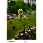 Zdjęcia użytkowników Honor 400 Pro