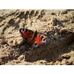 Zdjęcia użytkowników Honor 400 Pro