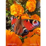 ZDJĘCIA Z TEGO TELEFONU