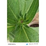 Zdjęcia użytkowników Honor 400 Pro