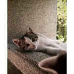 Zdjęcia użytkowników Honor 400 Pro