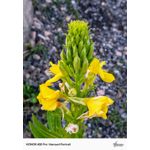 Zdjęcia użytkowników Honor 400 Pro