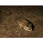 Zdjęcia użytkowników Honor 400 Pro