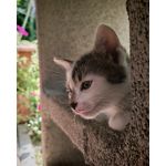 Zdjęcia użytkowników Honor 400 Pro