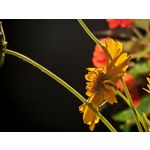 Zdjęcia użytkowników Honor 400 Pro