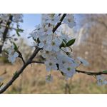 Zdjęcia użytkowników Honor 600 Pro